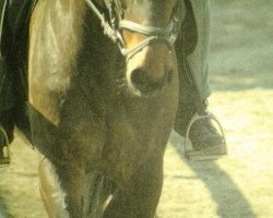 Pferd Salomee (Österreichisches Warmblut, 1993, von Wembley)