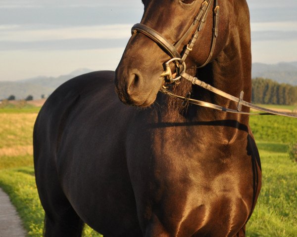 dressage horse Robespierre (Austrian Warmblood, 2002, from Rotspon)