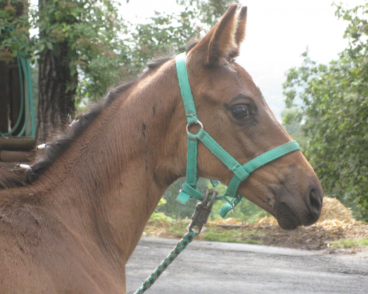 broodmare Holiday (Trakehner, 2017, from Undercover)