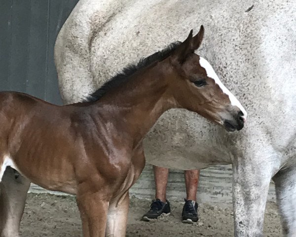 broodmare Elpida HH-Z (Zangersheide riding horse, 2018, from Emerald van 't Ruytershof)