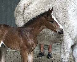 horse Elpida HH-Z (Zangersheide Reitpferd, 2018, from Emerald van 't Ruytershof)
