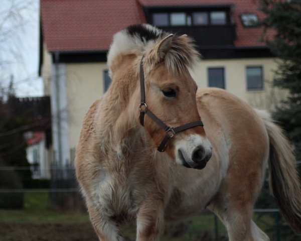 Pferd Djaro (Fjordpferd, 2018, von Djevin)