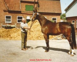 Zuchtstute Desiree VII (Holsteiner, 1989, von Cor de la Bryère)