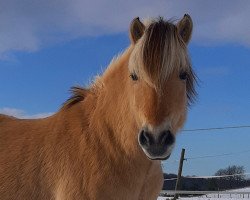 broodmare Polly Su vom Eekbarg (Fjord Horse, 2013, from Jarl Kjaergaard)