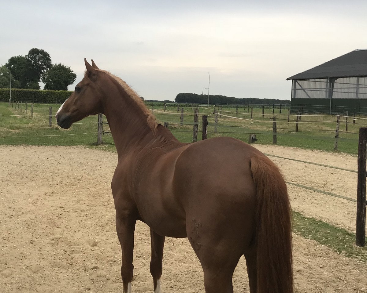 dressage horse Diabolo Magic (Hanoverian, 2003, from De Niro)