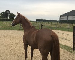 dressage horse Diabolo Magic (Hanoverian, 2003, from De Niro)