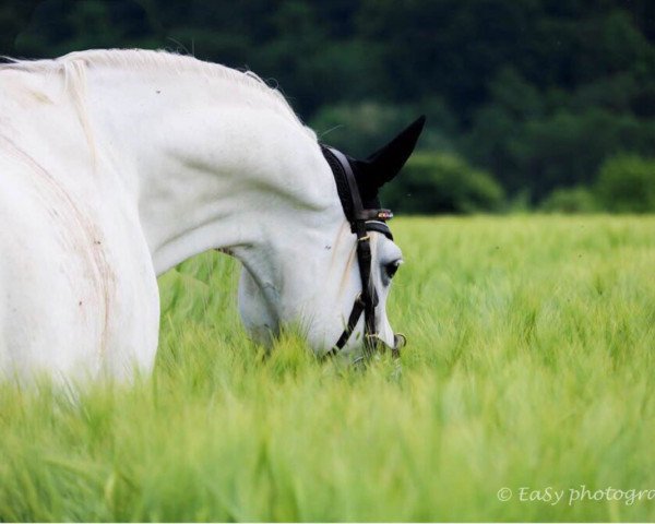 horse CBJ Sharaikhan ox (Arabian thoroughbred, 2007, from Ibn Kubinec ox)