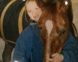 horse Dusty (German Riding Pony, 1989, from Derbino)