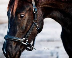 dressage horse Fortuna Belissima S (Westphalian, 2018, from Fürst Wilhelm)