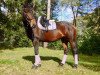 horse Wiebke 174 (Hanoverian, 2004, from Weltruhm)