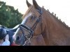 dressage horse Discus 8 (German Riding Pony, 2003, from Donatelli)