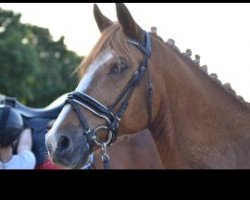 dressage horse Discus 8 (German Riding Pony, 2003, from Donatelli)