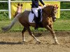 dressage horse Jackson's Golden Pearl (Pony without race description, 2009)