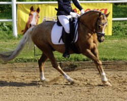 dressage horse Jackson's Golden Pearl (Pony without race description, 2009)