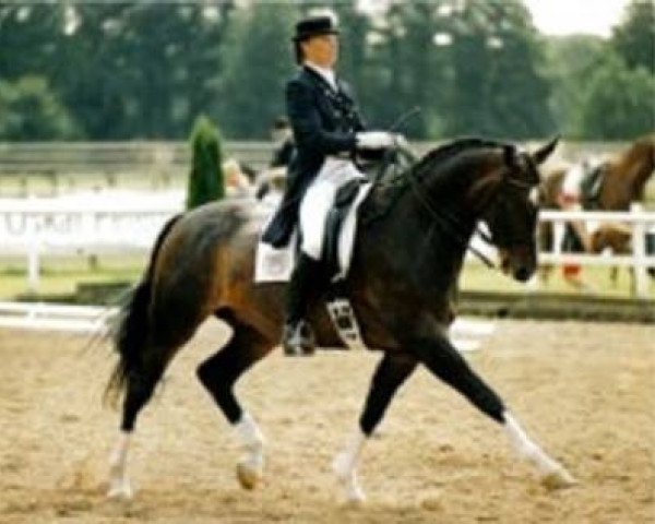 horse Luigi 80 (Hanoverian, 1993, from Lauries Crusador xx)