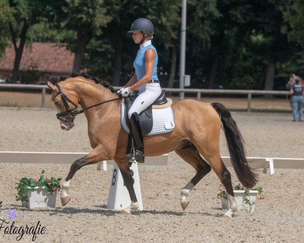 stallion Crown Cafe au Lait (German Riding Pony, 2015, from Crown Charm of Royal)