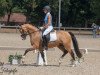 stallion Crown Cafe au Lait (German Riding Pony, 2015, from Crown Charm of Royal)