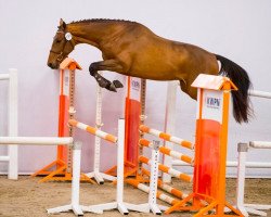 Springpferd Lord Lundy (KWPN (Niederländisches Warmblut), 2016, von Hotspot)