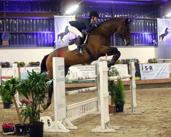 jumper Lord Ludwig 16 (Hanoverian, 2012, from Lord Quidam)