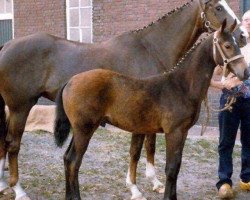 Pferd Zebelina (KWPN (Niederländisches Warmblut), 1981, von Le Val Blanc xx)