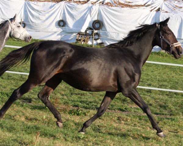 broodmare Belles Rives xx (Thoroughbred, 2011, from Soldier Of Fortune xx)