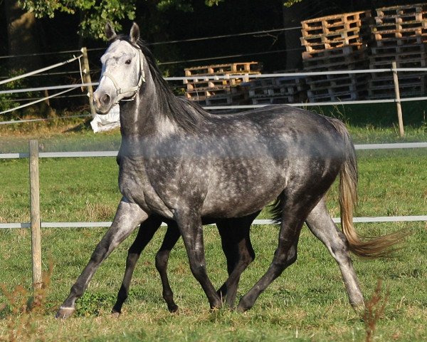 broodmare Pearl of Paradise xx (Thoroughbred, 2011, from Soldier Hollow xx)
