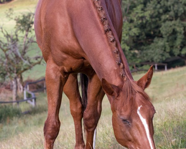 jumper Loscoe (anglo european sporthorse, 2005, from Cheers Cassini)