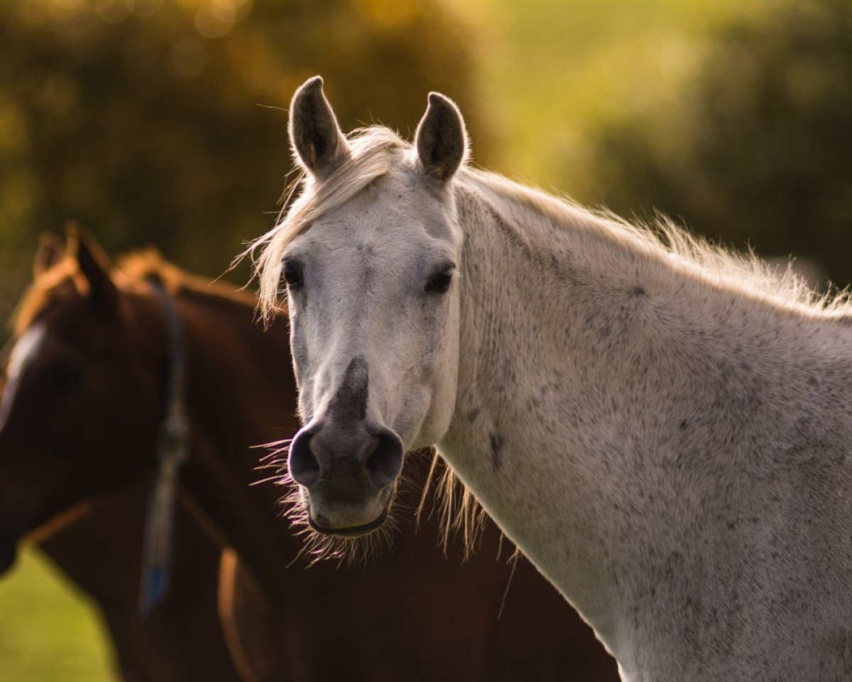 horse Nushin (Arabian purebred, 1997, from Al Azim ox)