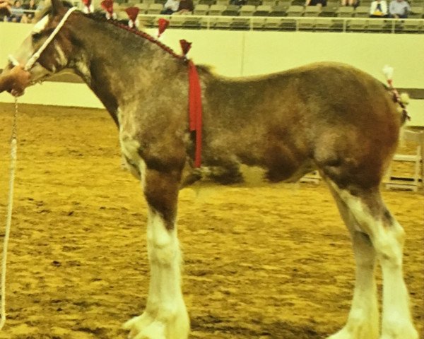 broodmare Alamar Doda (Clydesdale, 2014, from Birky's Pride Preludes Hercules)