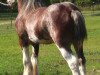 Deckhengst Alamar Coda (Clydesdale, 2004, von S B H Phoenix)