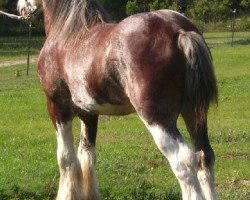 stallion Alamar Coda (Clydesdale, 2004, from S B H Phoenix)