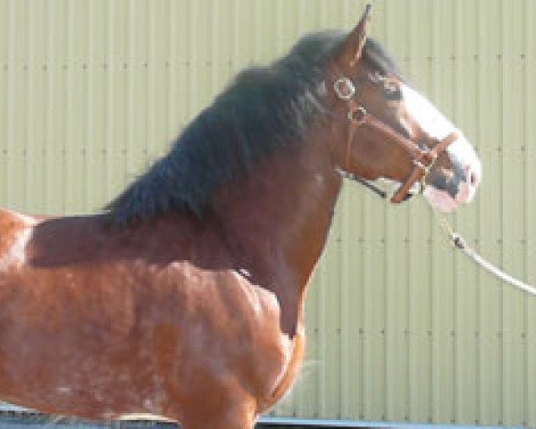 stallion Aghadowey Prince William (Clydesdale, 2002, from Collessie Cut Above)