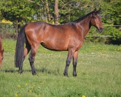 broodmare Djamila (Holsteiner, 2003, from Caretello B)