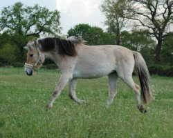 horse Omana (Fjord Horse, 2018, from Bren)