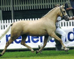 Zuchtstute Golden Isha du Bois (Nederlands Rijpaarden en Pony, 1998, von FS Golden Moonlight)