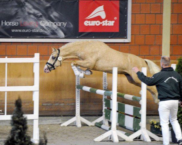 stallion davinci du bois (German Riding Pony, 2016, from Diamond Touch NRW)