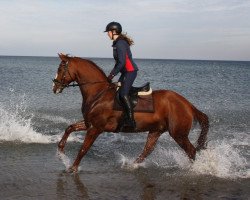 jumper Peppermint (Hanoverian, 2011, from Perigueux)