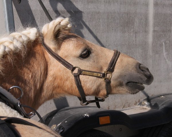 horse Othello vom Wiesenhof (Shetland Pony, 2006, from Olaf van de Bonnikhorst)