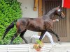 dressage horse Guana Rr CH (Swiss Warmblood, 2005, from De Niro)