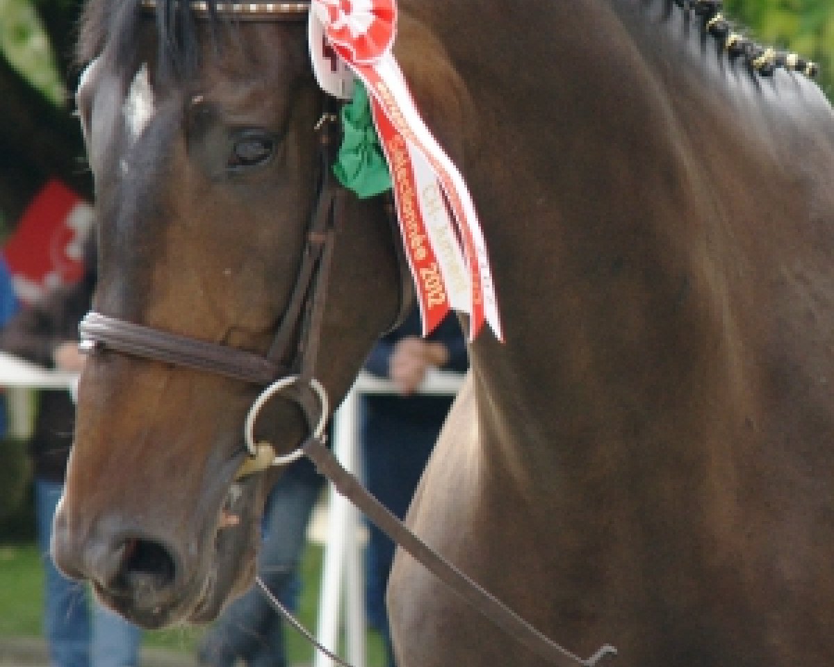 Dressurpferd Goa Vom Huebelihof CH (Schweizer Warmblut, 2008, von Royal Diamond)
