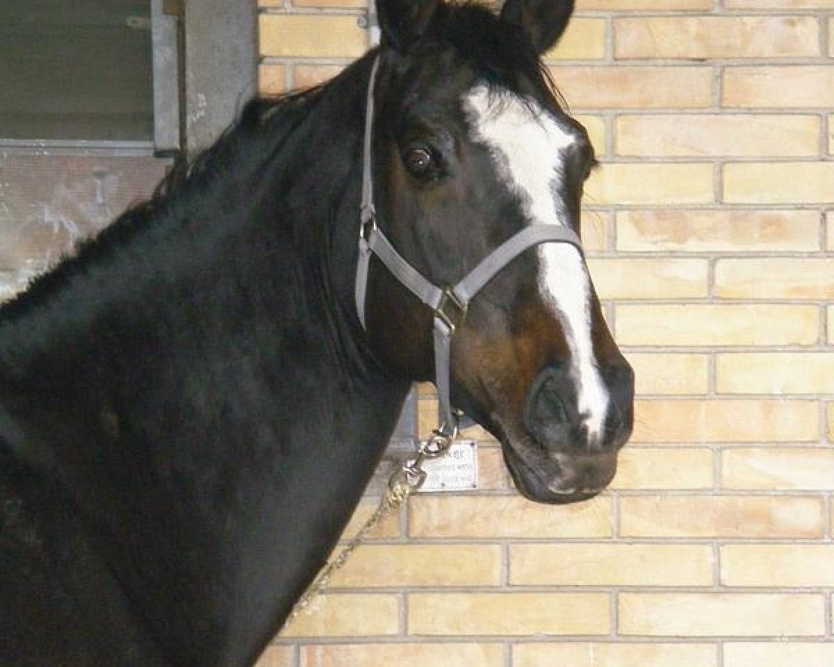 broodmare Carita vom Huebelihof CH (Swiss Warmblood, 2001, from Chameur)
