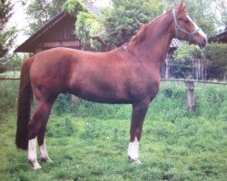 Pferd Adrill 4 (Westfale, 2000, von Ad hoc)