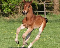 Springpferd Emeryar (Oldenburger Springpferd, 2015, von Emerald van 't Ruytershof)