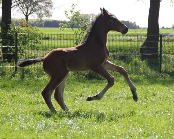 Springpferd Ensor 14 (Oldenburger Springpferd, 2017, von Emerald van 't Ruytershof)