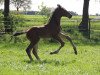 jumper Ensor 14 (Oldenburg show jumper, 2017, from Emerald van 't Ruytershof)