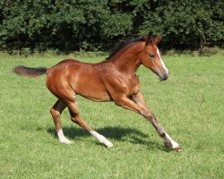 jumper Ogandia (Oldenburg show jumper, 2017, from Ogano Sitte)