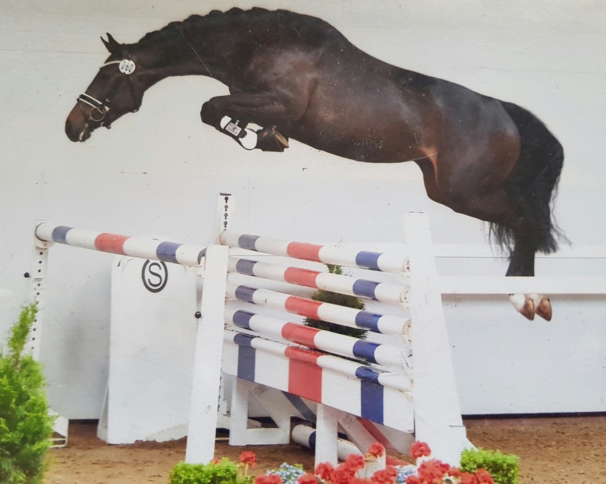 broodmare Saalwette (Oldenburg show jumper, 2012, from Diarado)
