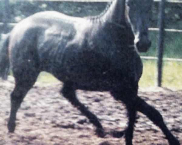 broodmare Ajana (Hanoverian, 2000, from Acambaro)