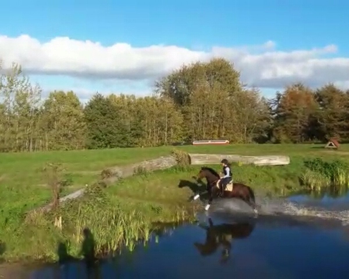 dressage horse Gwyneira (German Riding Pony, 2012, from Nemax)