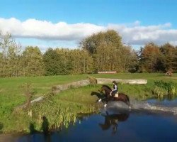 dressage horse Gwyneira (German Riding Pony, 2012, from Nemax)